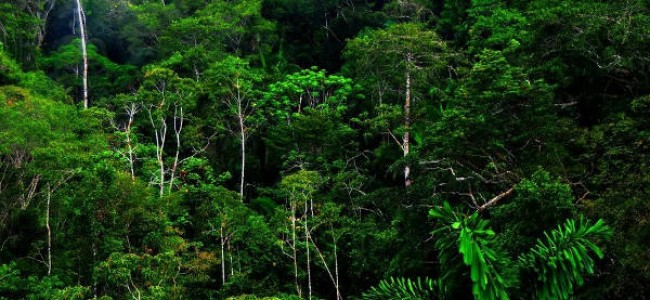 Ecología política de la conservación de los bosques